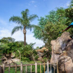 Arara colorida sobrevoando formações rochosas com palmeiras no Disney's Animal Kingdom em Orlando