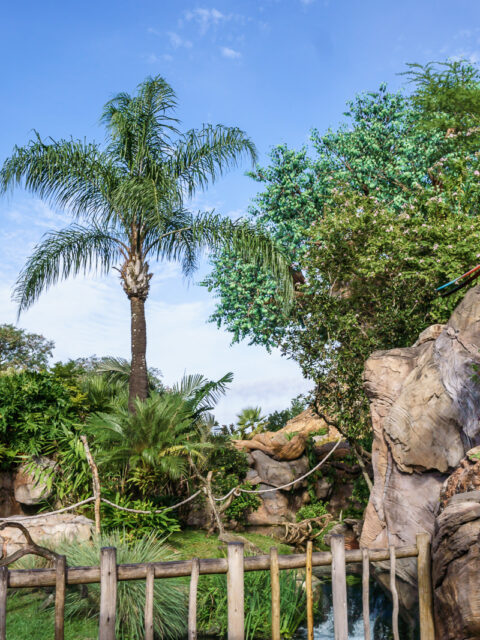 Arara colorida sobrevoando formações rochosas com palmeiras no Disney's Animal Kingdom em Orlando