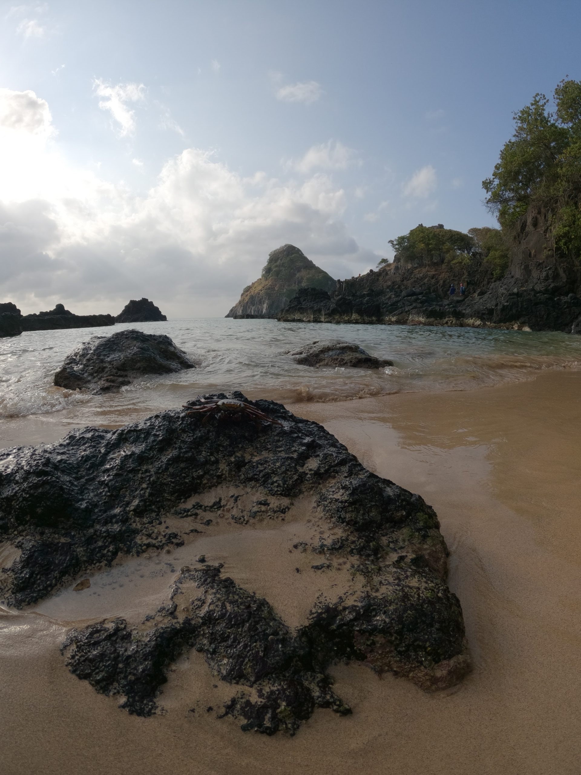 Caranguejo sobre pedra vulcanica na faixa de areia da Praia do Cachorro, com o Morro do Pico ao fundo