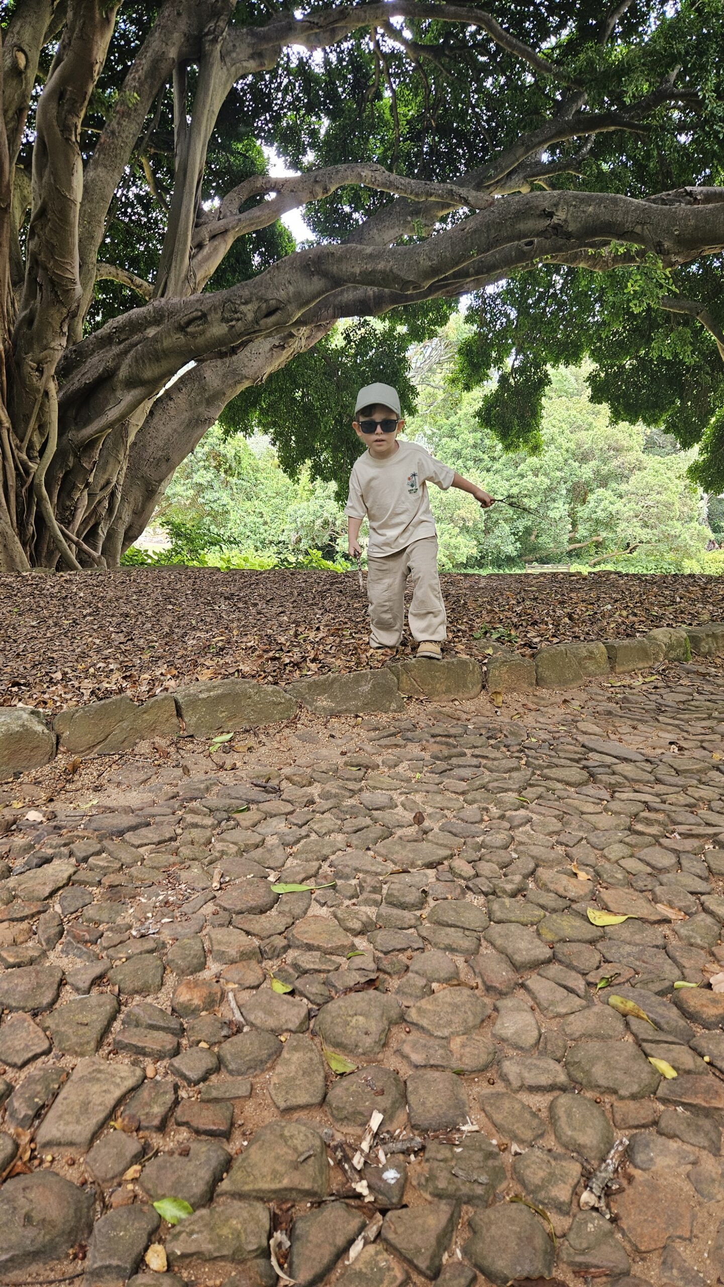 Samuel caminhando sob os carvalhos centenários de Stellenbosch