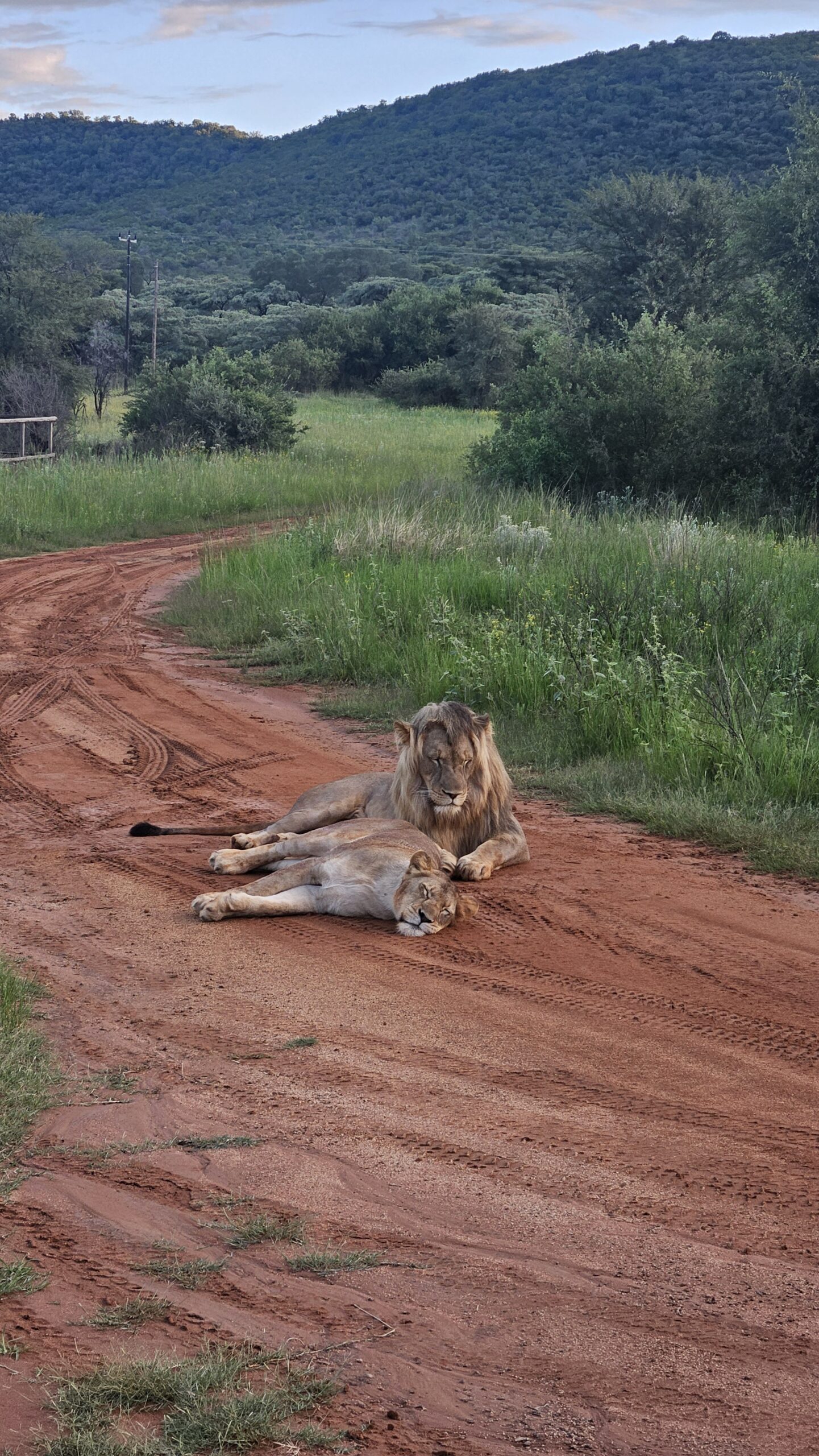 Casal de leões deitado descansando na estrada de terra da reserva
