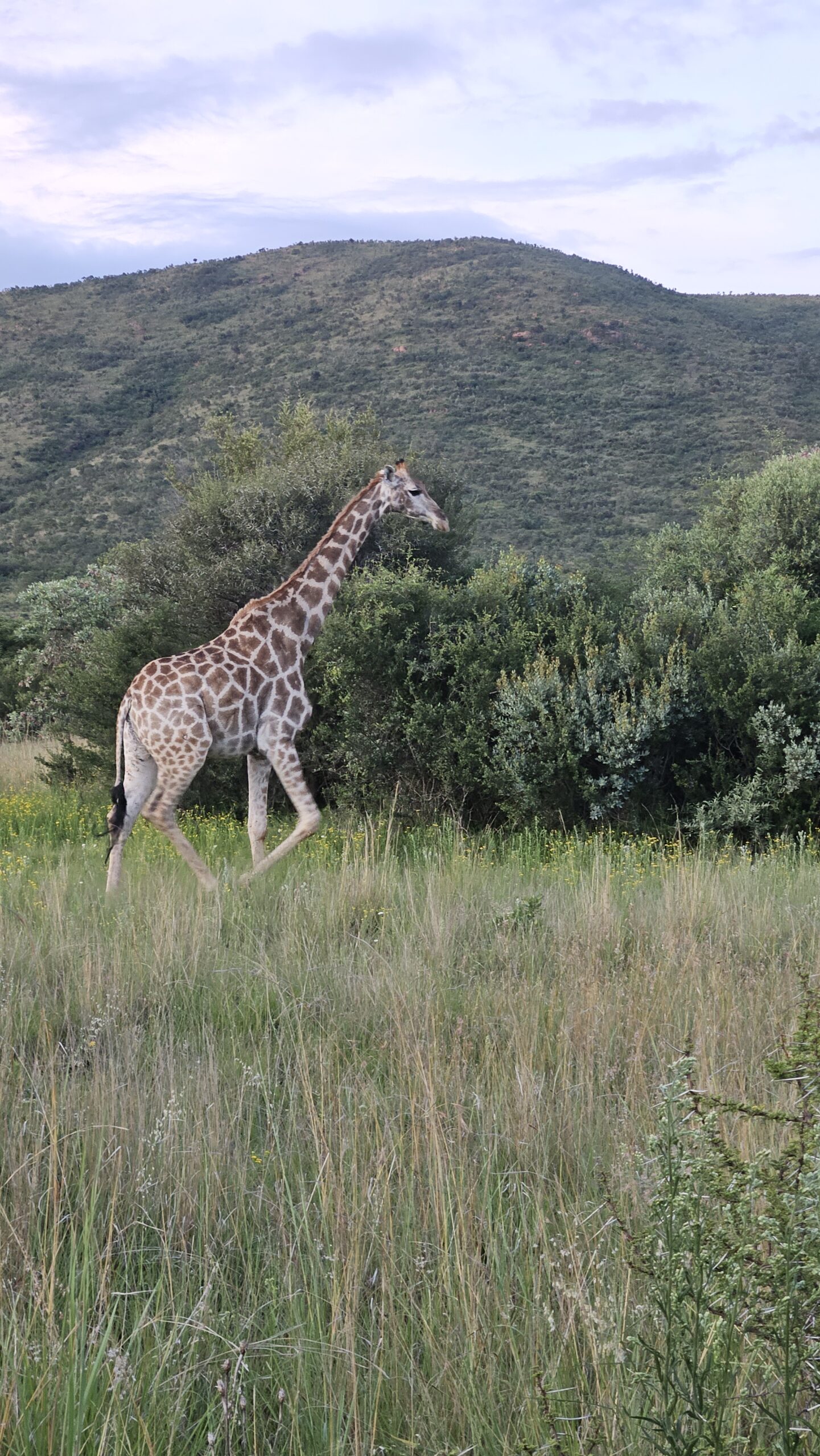 Girafa comendo folhas de árvore na savana da Qwabi Private Game Reserve