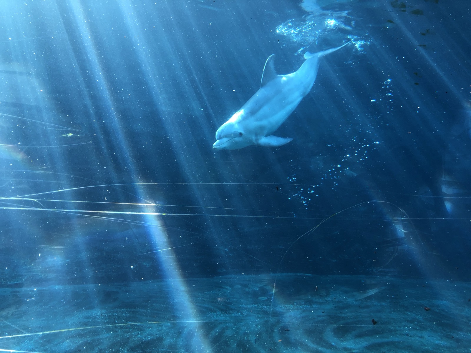Golfinho nadando visto pelo vidro subaquático no SeaWorld Orlando