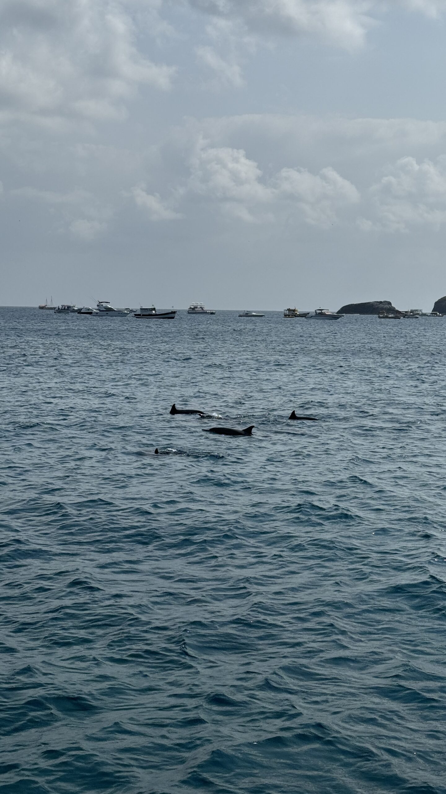 Grupo de golfinhos-rotadores nadando na superficie do mar em Fernando de Noronha, com barcos ancorados ao fundo