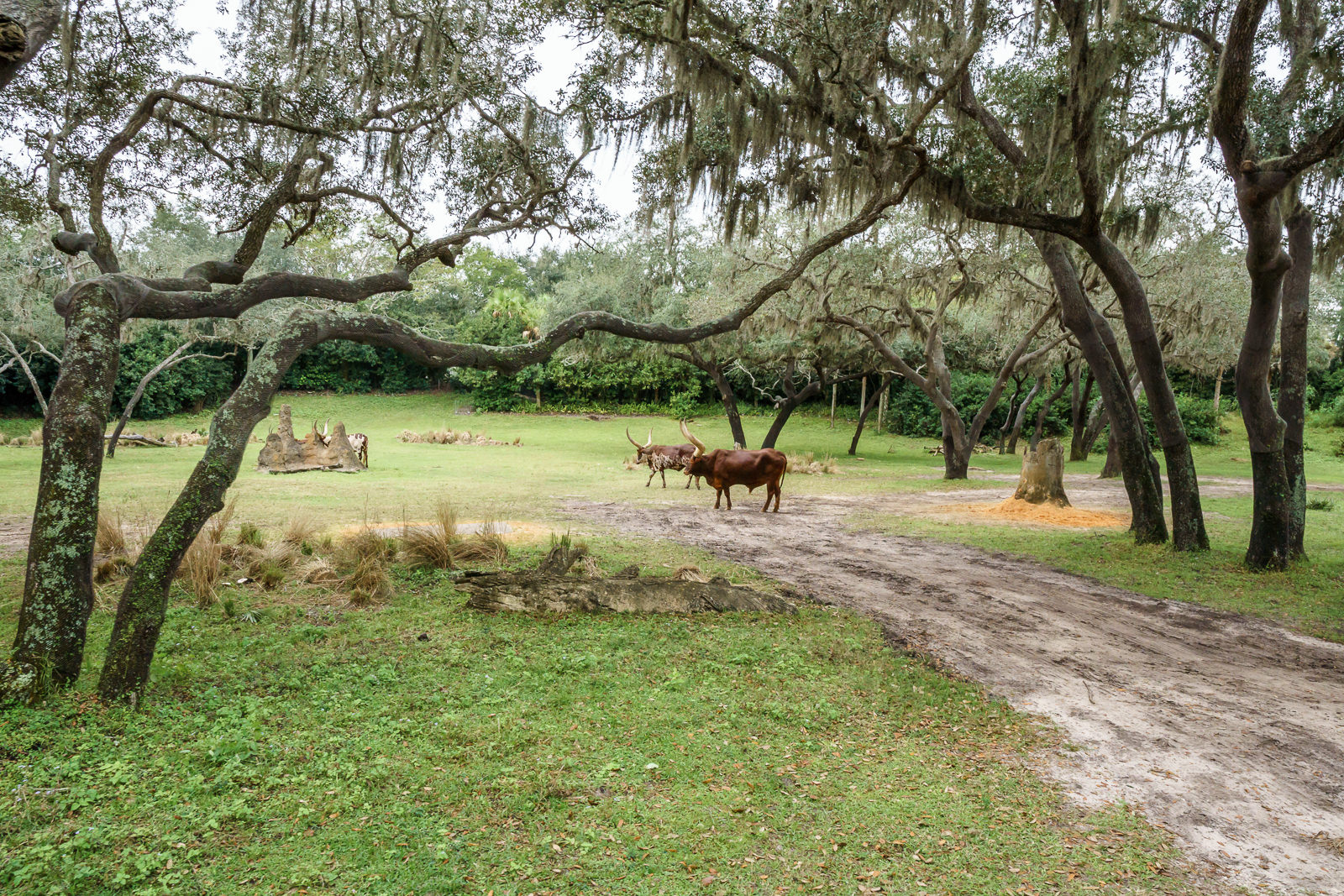 Animais na savana durante o passeio Kilimanjaro Safaris