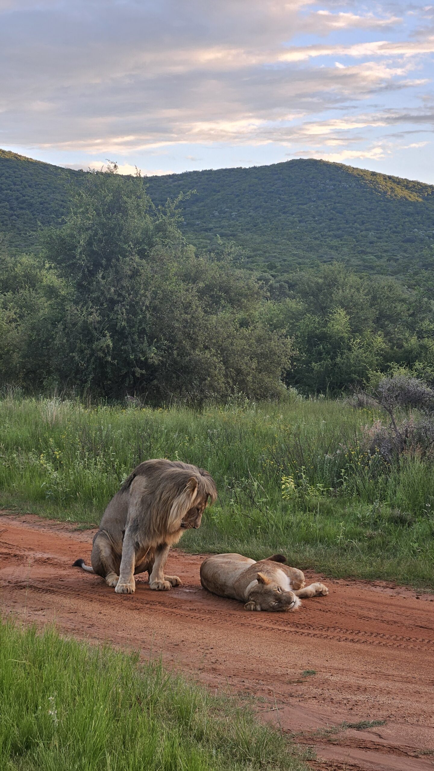 Um casal de leões descansando na estrada de terra durante o Game Drive