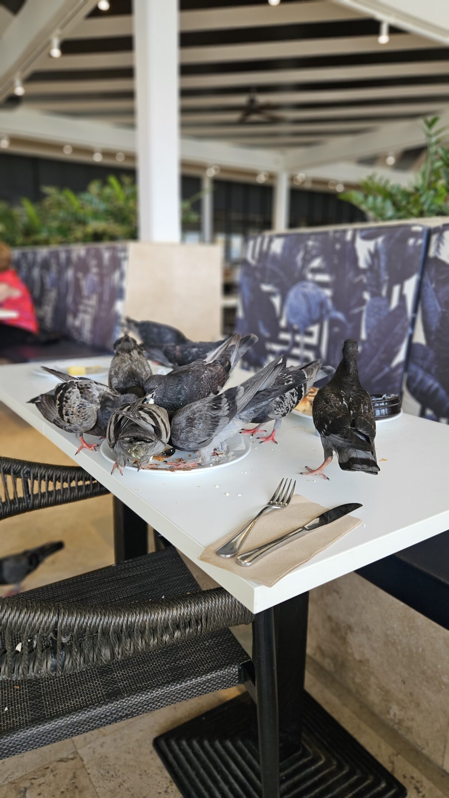 Pombos em cima da mesa do restaurante principal do Mangrove Beach Resort em Curaçao, disputando restos de comida