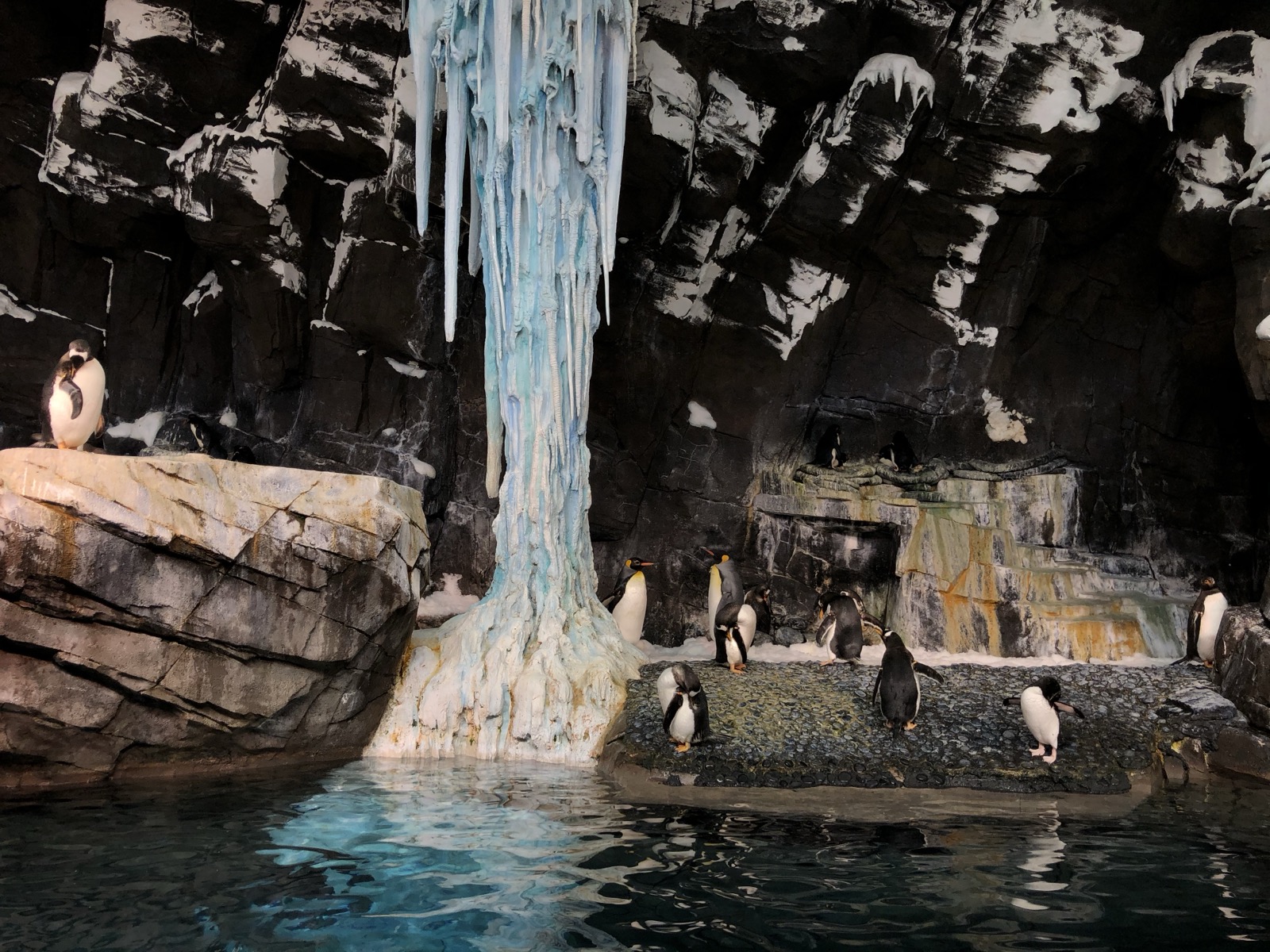 Pinguins na área Antarctica Empire of the Penguin no SeaWorld
